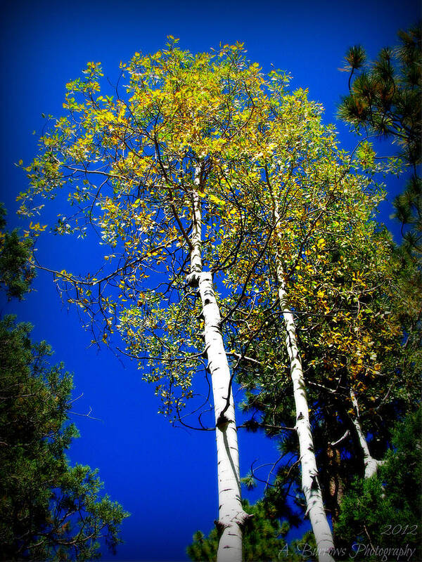 Prescott National Forest Art Print featuring the photograph Prescott Fall Aspen Canopies by Aaron Burrows