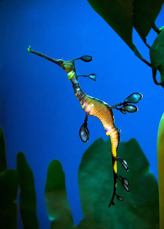 Sea Dragon Art Print featuring the photograph Sea Dragon by Anna Rumiantseva