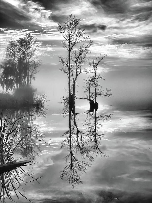 Cypress Reflections Art Print featuring the photograph Serenity Tree by Mike Covington