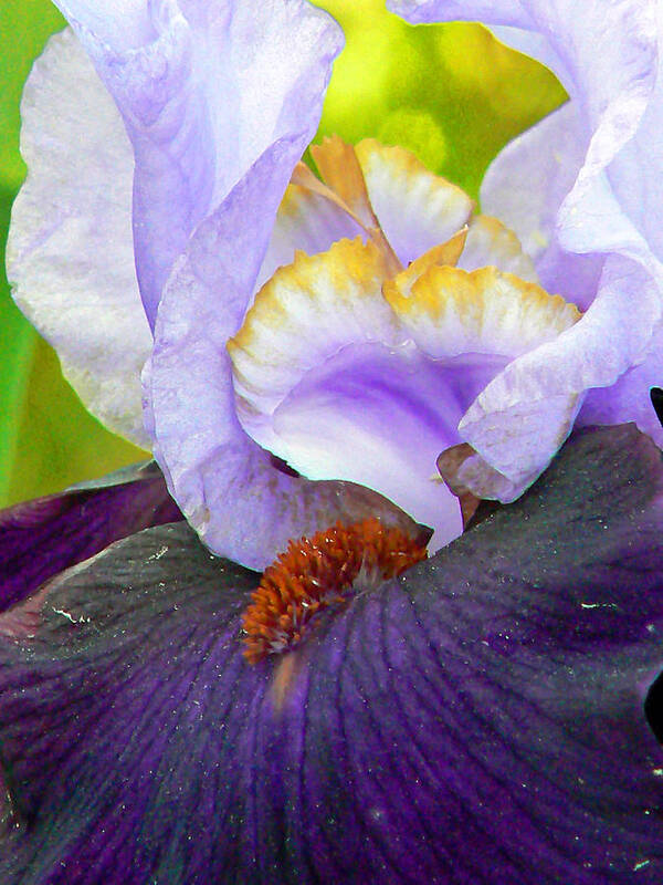 Iris Art Print featuring the photograph Shades of Purple by Pamela Patch