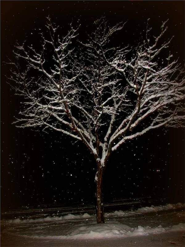 Tree Art Print featuring the photograph Snow Shower in the Night by Lani Richmond Elvenia