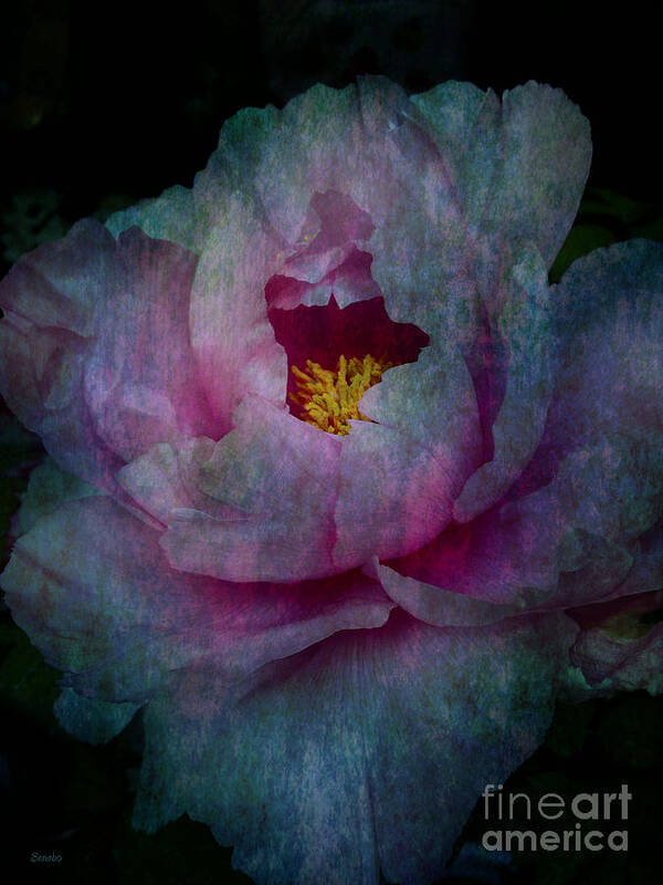 Flower Art Print featuring the photograph Sorrow by Eena Bo