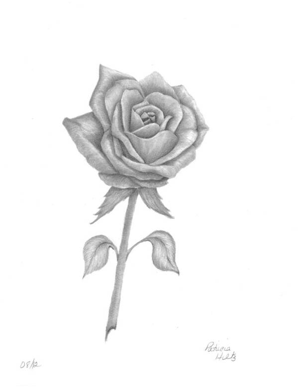 Rose Art Print featuring the drawing Symbol of love by Patricia Hiltz