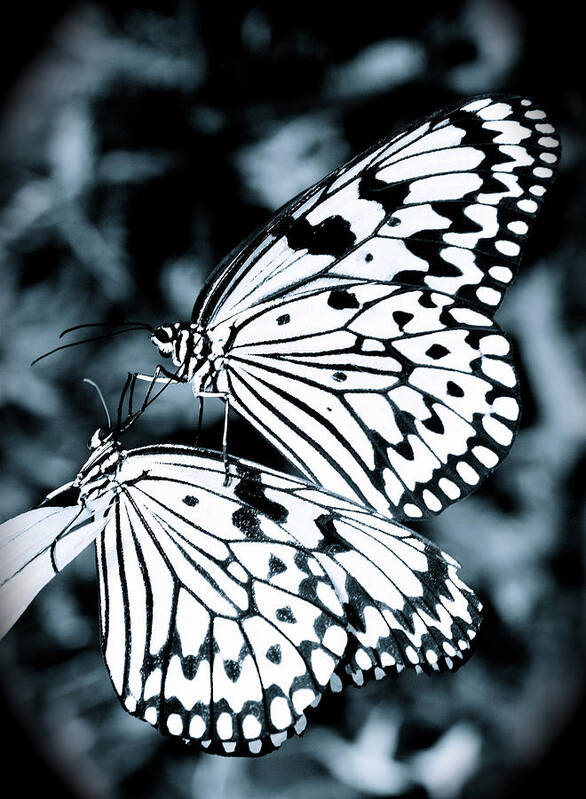 Butterfly Art Print featuring the photograph Tender touch by Jocelyn Kahawai