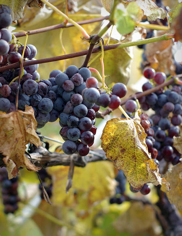 Grapes Art Print featuring the photograph The Vineyard by Linda Mishler