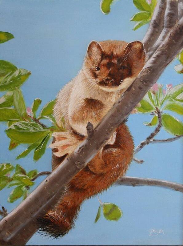 Weasel Art Print featuring the painting The Weasel by Tammy Taylor