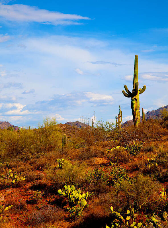 Saguaro Cactus Art Print featuring the photograph The Witness by Jephyr Art