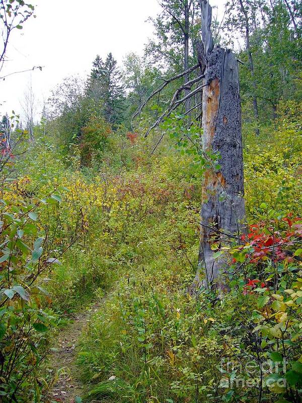 Stump Tree Forest Trail hiking Trail Nature Landscapes Art Print featuring the photograph Trail Sign by Jim Sauchyn