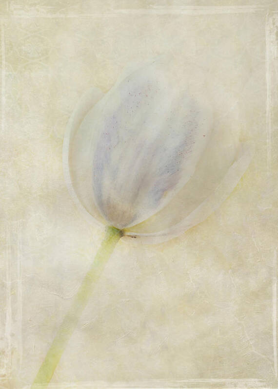 Flora Art Print featuring the photograph Tulip 1 by Marion Galt