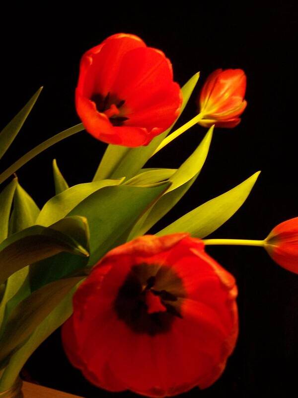 Tulips Art Print featuring the photograph Tulip Arrangement 1 by Peter Mooyman