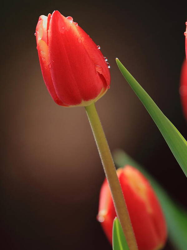 Tulip Art Print featuring the photograph Tulip Dew by Coby Cooper