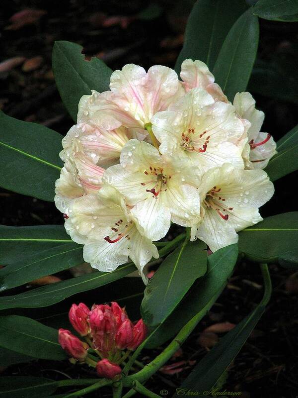 Rhododendron Art Print featuring the photograph Vinecrest Truss by Chris Anderson