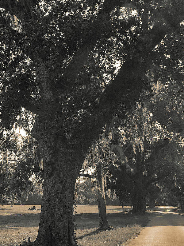 Spanish Moss Art Print featuring the photograph Walk through the oaks by Brian Wright