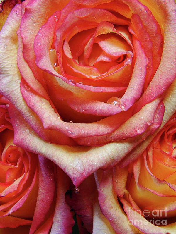 Roses Art Print featuring the photograph Weepy Woses by Mark Holbrook