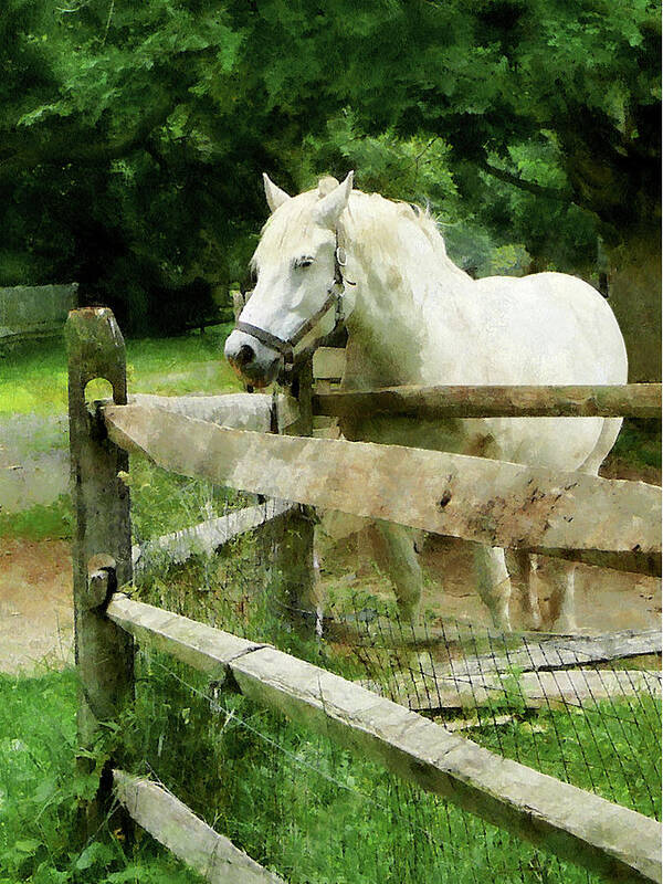 Horse Art Print featuring the photograph White Horse in Paddock by Susan Savad