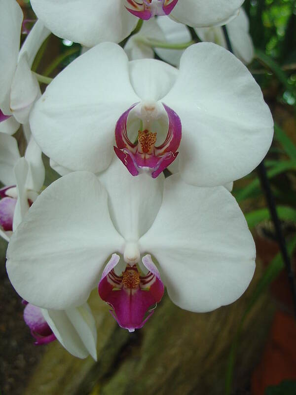Orchid Art Print featuring the photograph White Orchid by Charles and Melisa Morrison