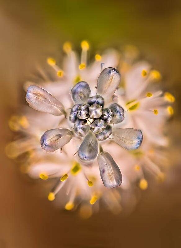 2012 Art Print featuring the photograph Wild Hyacinth by Robert Charity