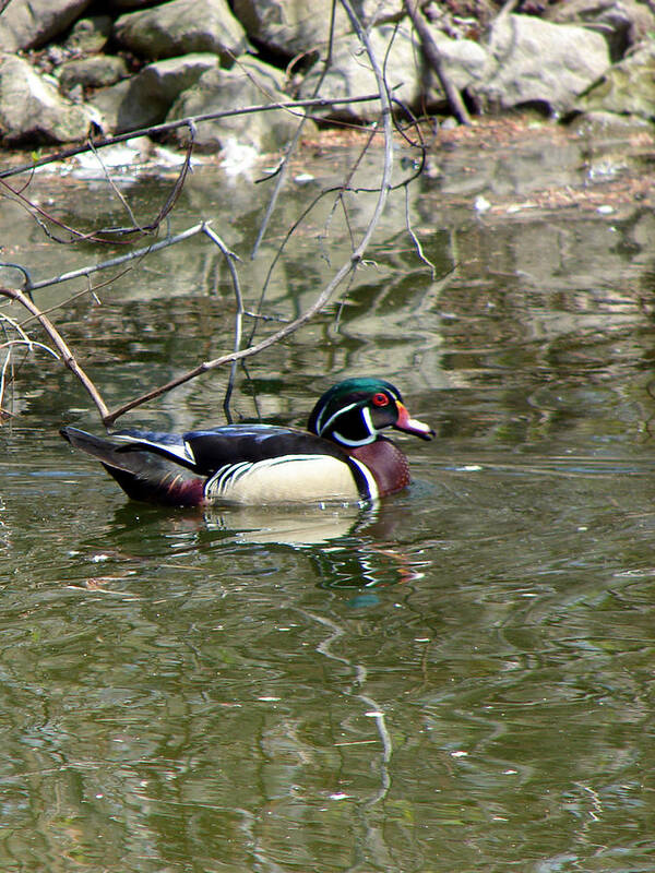 Wood Duck Art Print featuring the mixed media Wood Duck by Bruce Ritchie