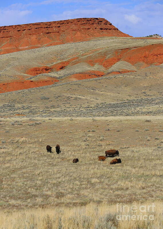 Wyoming Art Print featuring the photograph Wyoming Red Cliffs and Buffalo by Carol Groenen