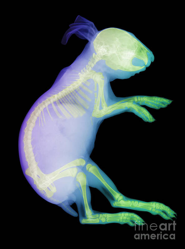 X-ray Art Print featuring the photograph X-ray Of A Rabbit by Ted Kinsman
