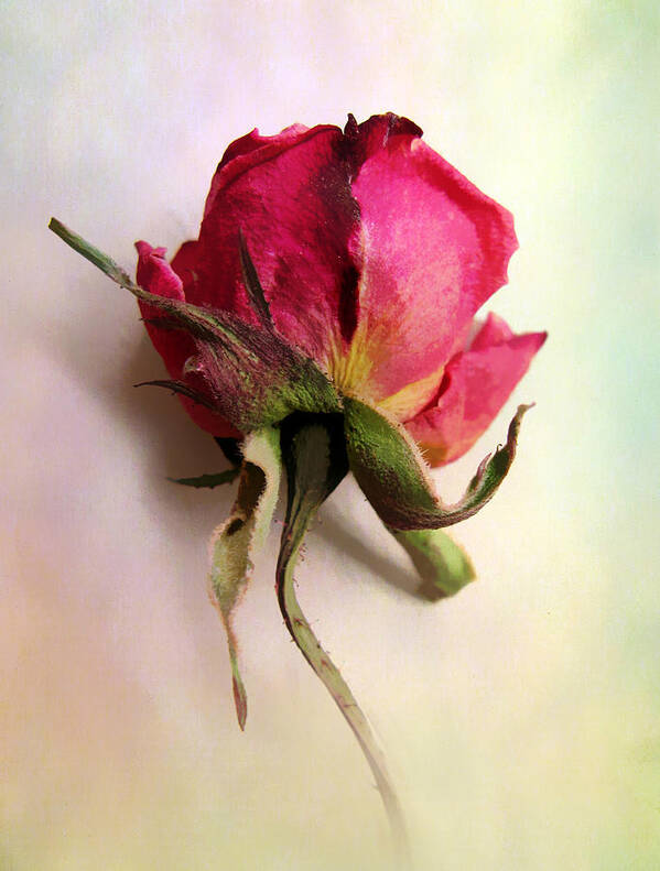 Flowers Art Print featuring the photograph A Single Rose by Jessica Jenney