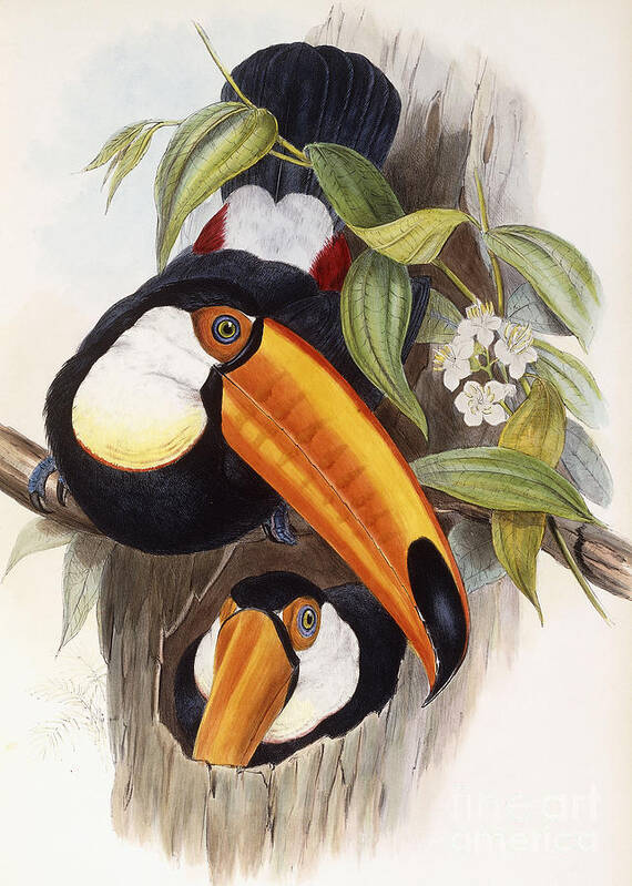 Toucan Art Print featuring the painting Toucan by John Gould