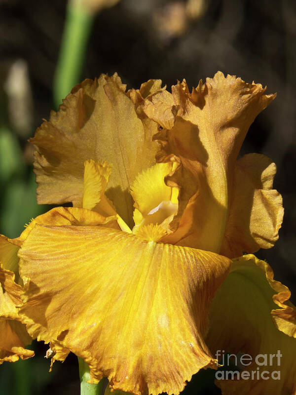 Boyce Thompson Arboretum Art Print featuring the photograph Golden Yellow Iris by Kathy McClure