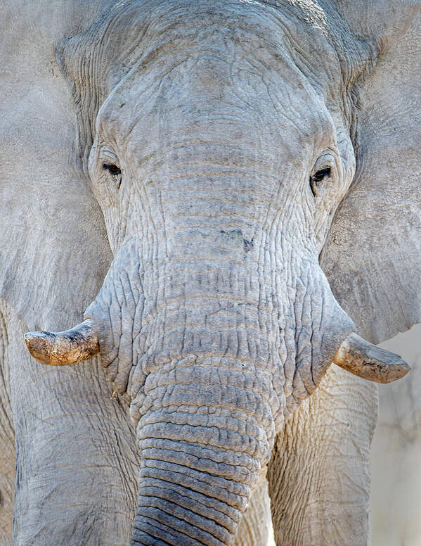Photography Art Print featuring the photograph African Elephant Loxodonta Africana #13 by Panoramic Images