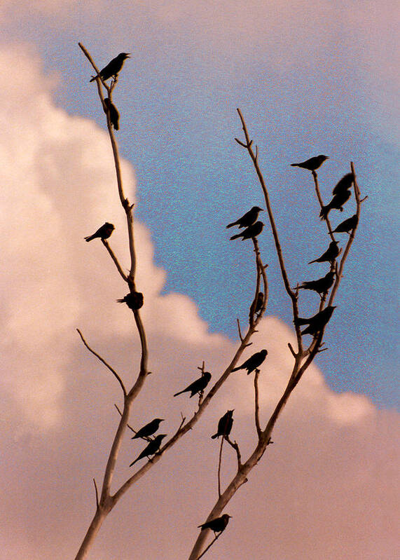 Birds Art Print featuring the photograph 19 Blackbirds by Steve Karol