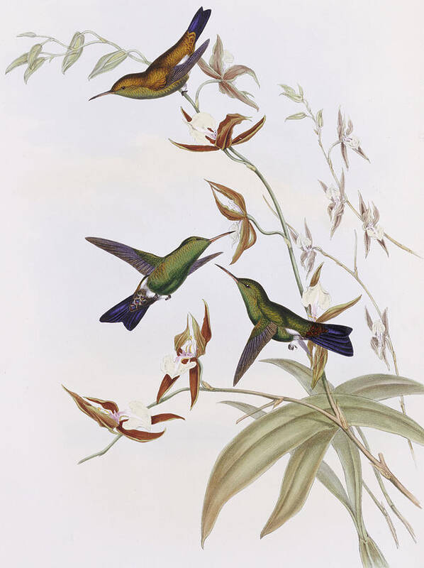 Gould Art Print featuring the painting Hummingbirds by John Gould