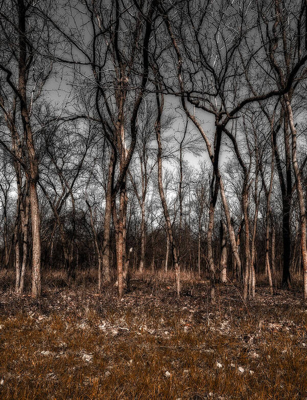 Area Art Print featuring the photograph Trees #2 by Peter Lakomy