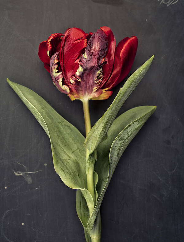 Tulip Art Print featuring the photograph Tulip #2 by Nailia Schwarz