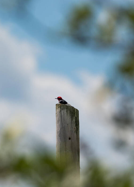Red-headed Woodpecker Art Print featuring the photograph Red-Headed Woodpecker by Holden The Moment