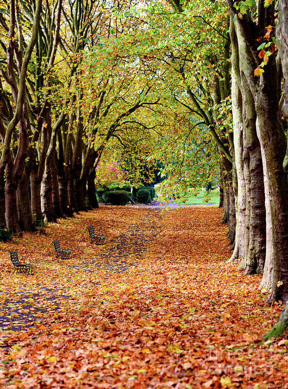Autumn Art Print featuring the photograph Autumn in the park by Colin Rayner