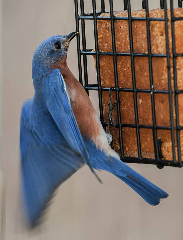 Alexandria Art Print featuring the photograph A Bluebird's Meal on the Wing by Jim Moore