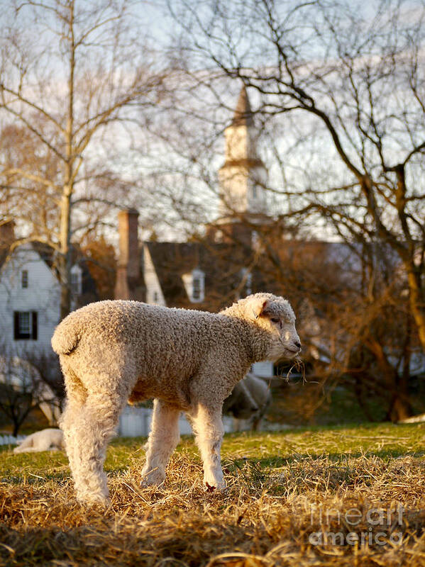 Colonial Williamsburg Art Print featuring the photograph A Colonial Lamb in the Spring by Rachel Morrison
