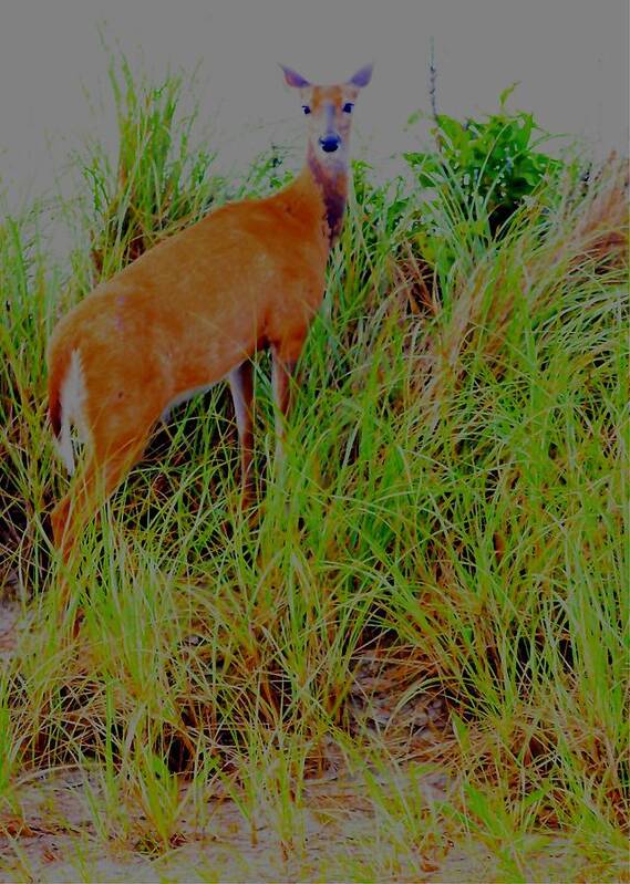 Doe Art Print featuring the digital art A Doe in the Dunes by Christopher J Kirby