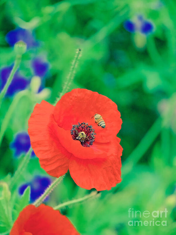 Poppy Art Print featuring the photograph A Honeybee and a Poppy by Rachel Morrison