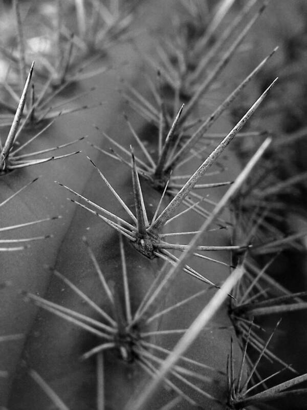 Arizona Art Print featuring the photograph A Sharp Design by Steven Myers