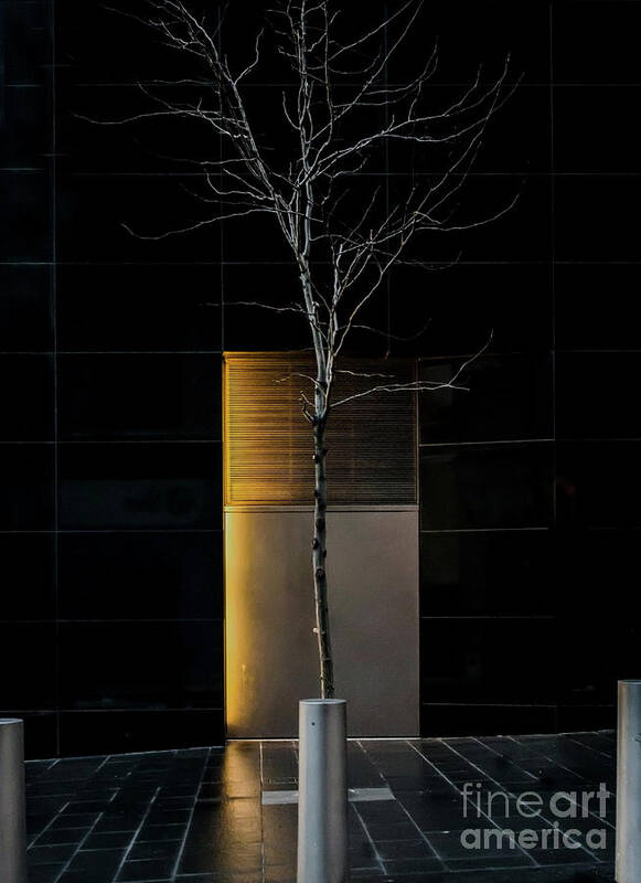Tree Art Print featuring the photograph A Tree Grows in the City by James Aiken