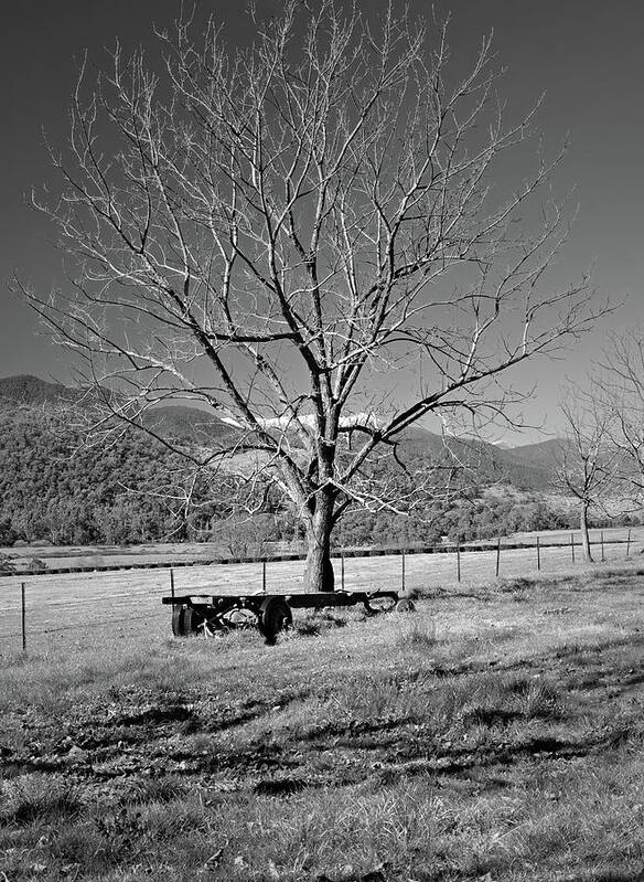 Winter Art Print featuring the photograph A Wintery Stand by Mark Lucey