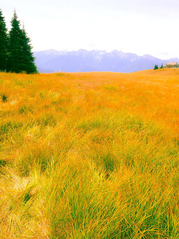 Field Art Print featuring the photograph Across the Summer Meadow by Ronda Broatch