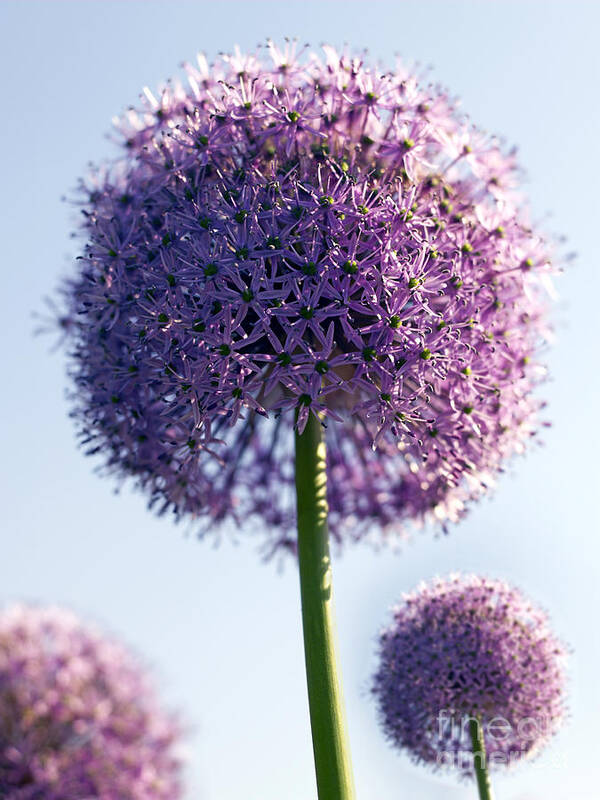 Allium Art Print featuring the photograph Allium Flower by Tony Cordoza