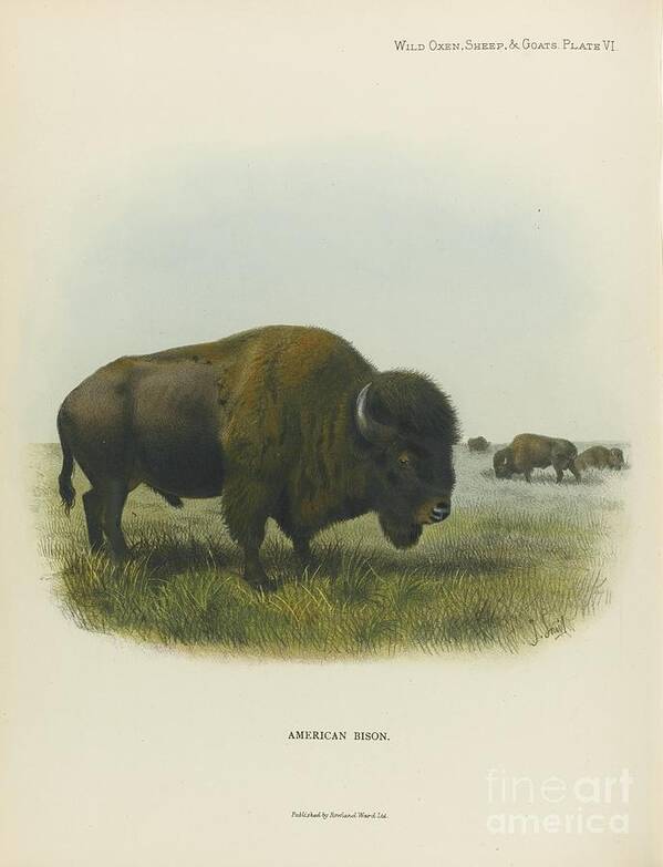 Richard Lydekker Art Print featuring the painting American Bison by MotionAge Designs