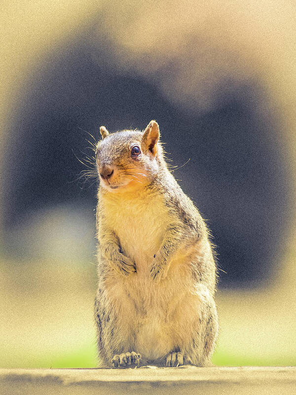 5dmkiv Art Print featuring the photograph American Red Squirrel by Mark Mille