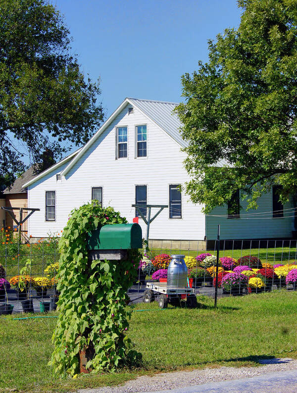 Amish Art Print featuring the photograph Amish House With Mums by Cricket Hackmann