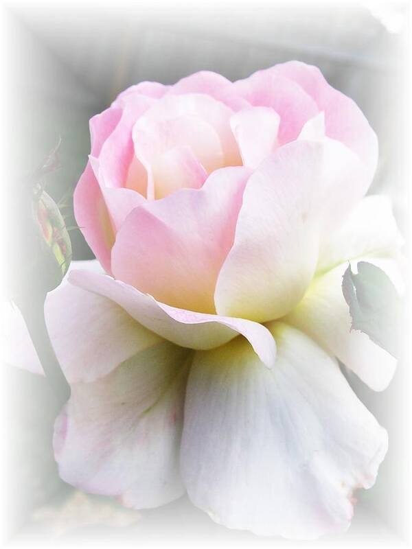 Rose Art Print featuring the photograph Angel by Carol Sweetwood