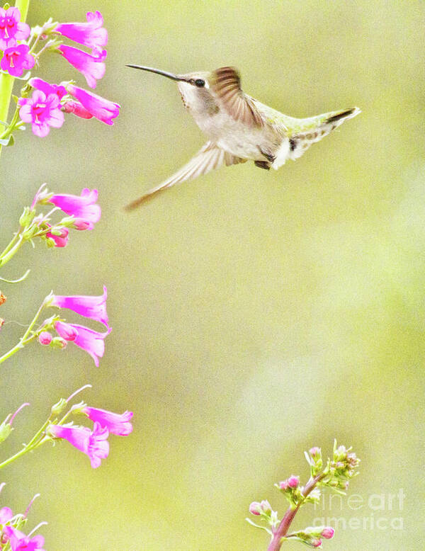 Birder Art Print featuring the photograph Anna's and penstemon by Ruth Jolly