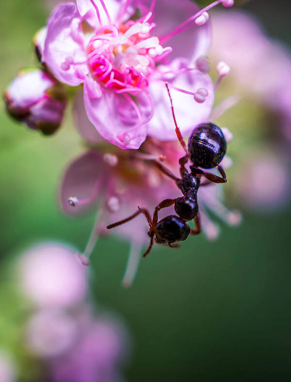 Ant On The Pink Flower Art Print featuring the photograph Ant on the pink flower by Lilia D