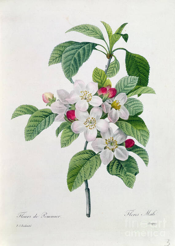 Apple Art Print featuring the painting Apple Blossom by Pierre Joseph Redoute